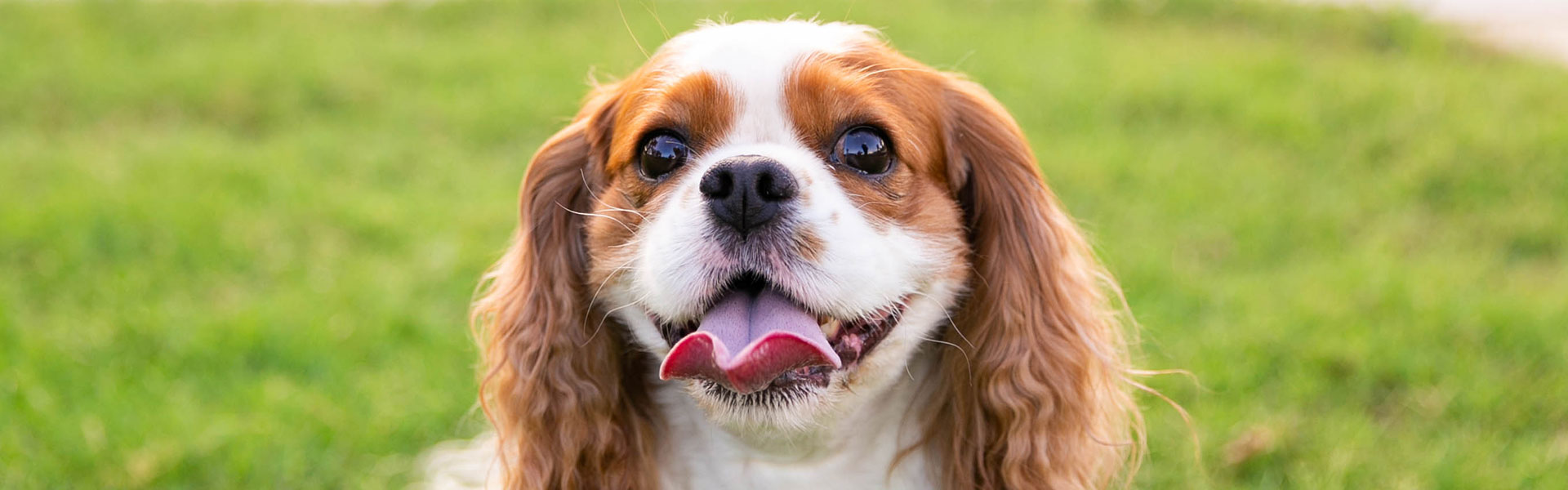 Rad and white pup with tongue hanging out