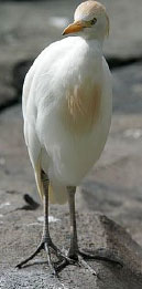 Cattle Egret image